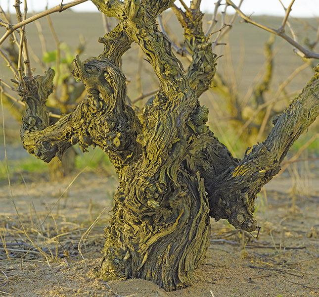 The Darling of bush vine wine