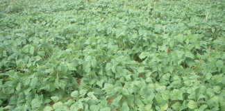 Planning for the planting season