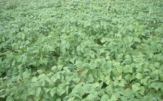 Planning for the planting season Planning for the planting season