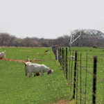 Boer goat stud reaps the rewards of data recording