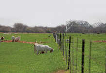 Boer goat stud reaps the rewards of data recording