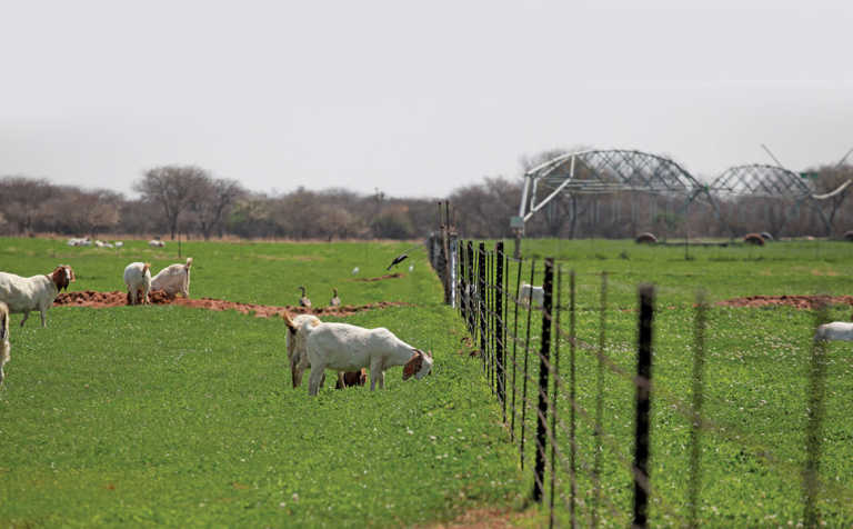 Boer goat stud reaps the rewards of data recording