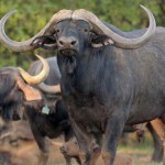 Quarter share in buffalo bull for R44 million