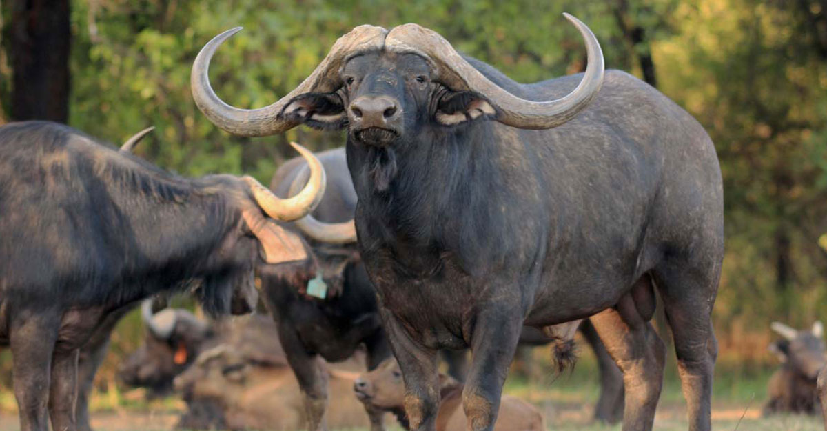 Quarter share in buffalo bull for R44 million
