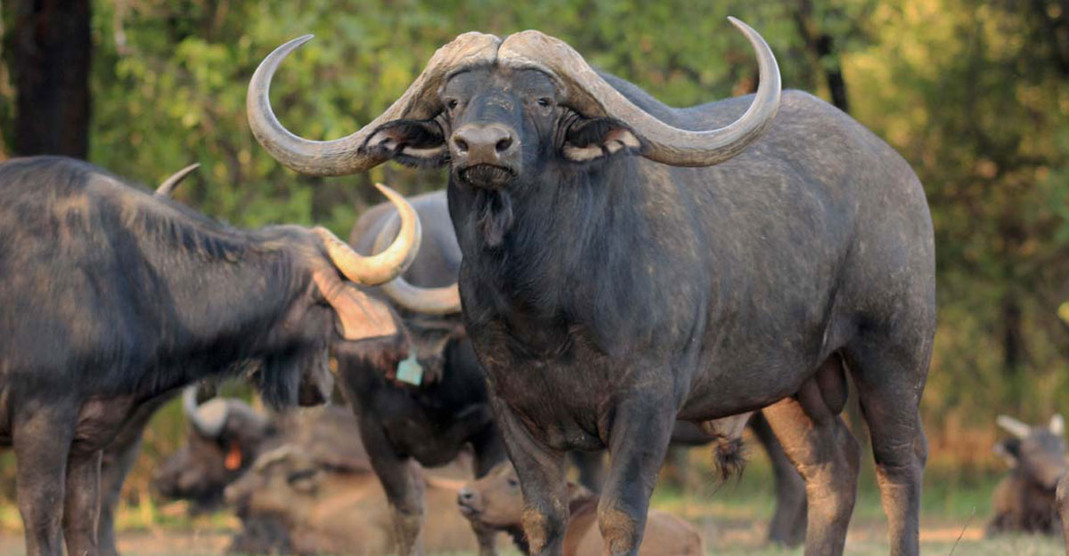 buffalo bull sold for R44 million