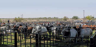 Buying a bull at an auction