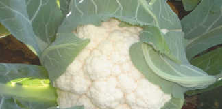 Cauliflower