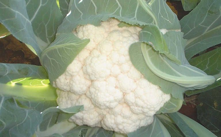 What makes cauliflower different?