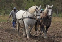 Using draft animals to plough the fields