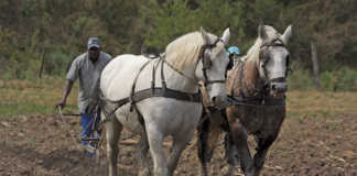 Using draft animals to plough the fields