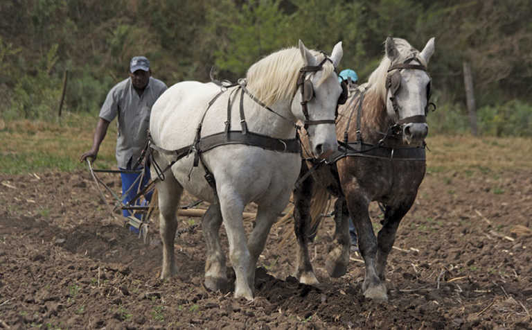 Using draft animals to plough the fields