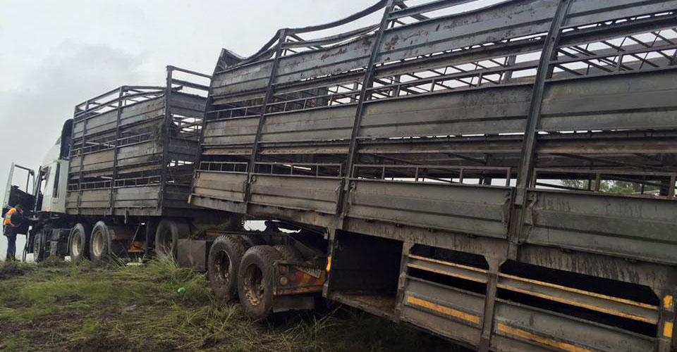 200 sheep dead in N1 truck accident