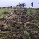 200-sheep-dead-SPCA-2