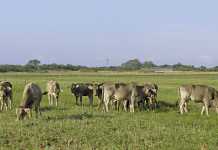 Farming hardy Nguni cattle in the Swartland