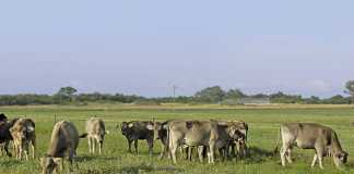Farming hardy Nguni cattle in the Swartland
