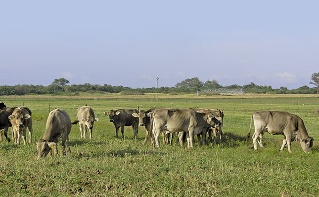 Farming hardy Nguni cattle in the Swartland