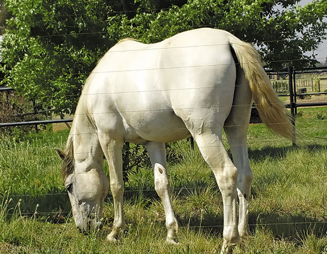 Grooming your horse