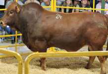 How to auction livestock