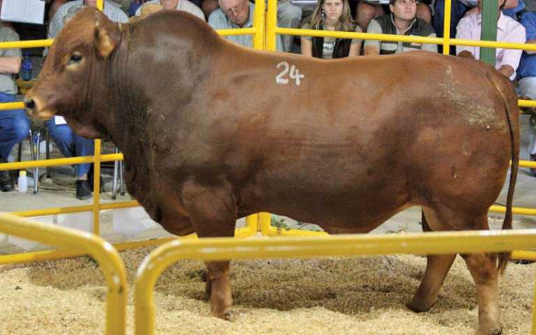 How to auction livestock How to auction livestock