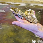 Oyster-farming-2