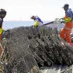 Oyster-farming-in-Saldanha-Bay