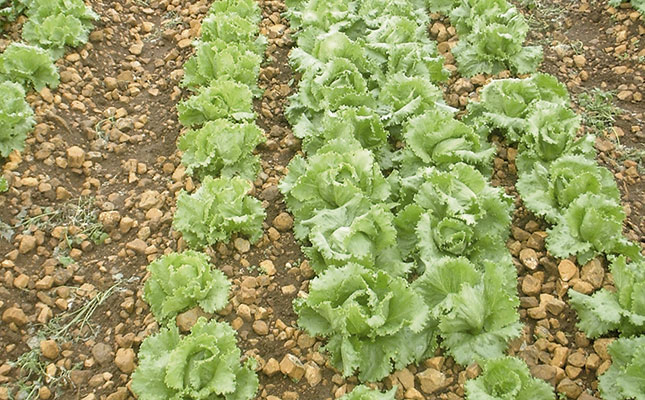 Preparing to plant lettuce