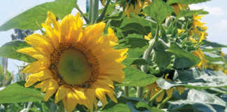 Sunflower plant