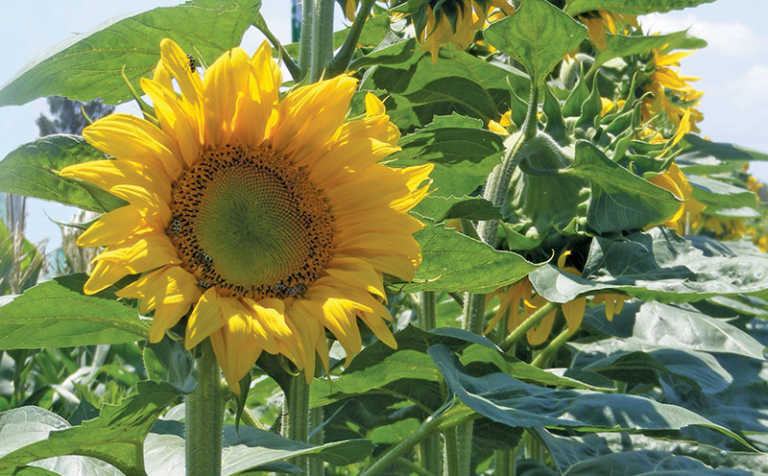 Sunflower: learning the basics – Part 1