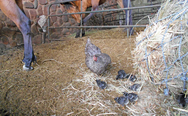 Keeping chickens in the stables