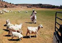 drought-feedinglivestock