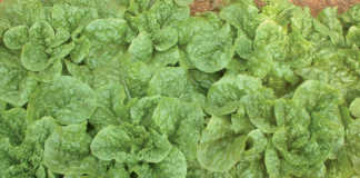 Lettuce crop