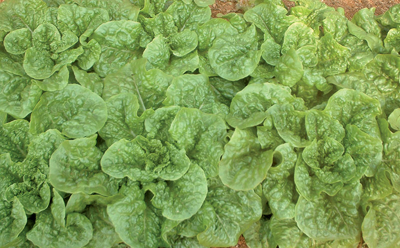 Lettuce crop