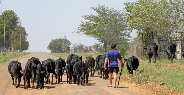 Dexter cattle