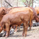 The first Malawi Brangus stud makes its mark
