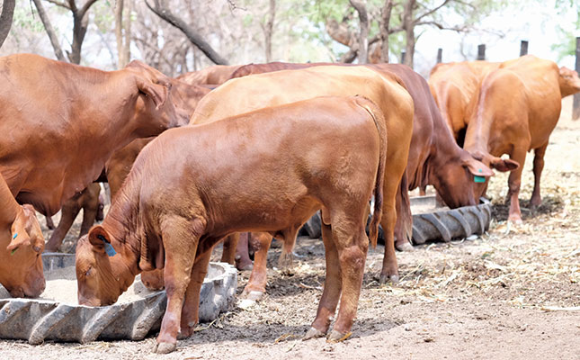 The first Malawi Brangus stud makes its mark