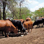 Brangus cattle