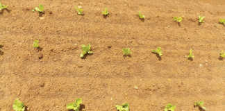 Planting and fertilising lettuce