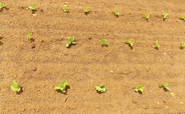 Planting and fertilising lettuce Planting and fertilising lettuce