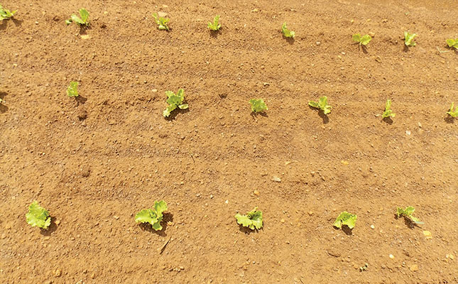 Planting and fertilising lettuce