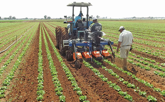 What to do after transplanting lettuce