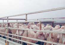 moving-livestock