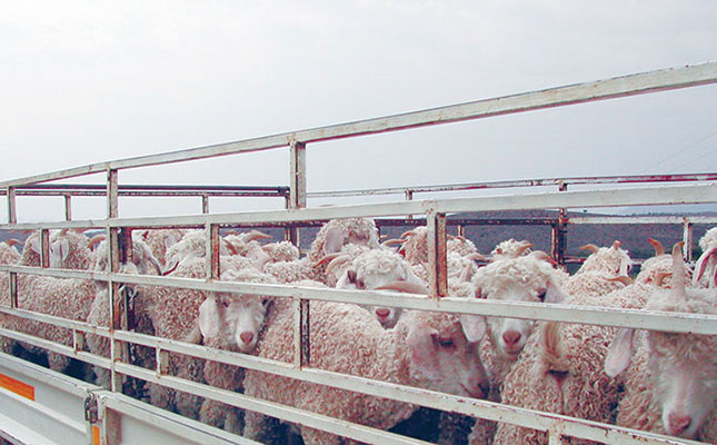 10 tips on how to safely move livestock