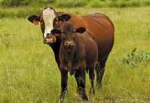 afrikaner-sussex-cow-calf