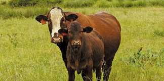 afrikaner-sussex-cow-calf