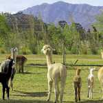 Alpaca-farming-in-South-Africa