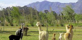 Alpaca farming in South Africa
