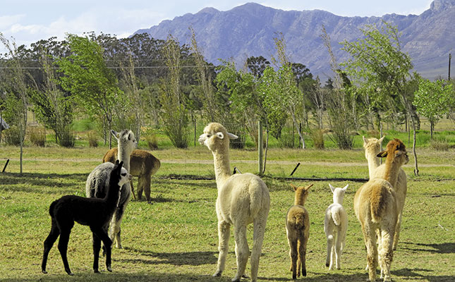 Alpaca farming in South Africa