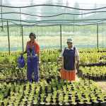 Conquering-the-indigenous-flower-market