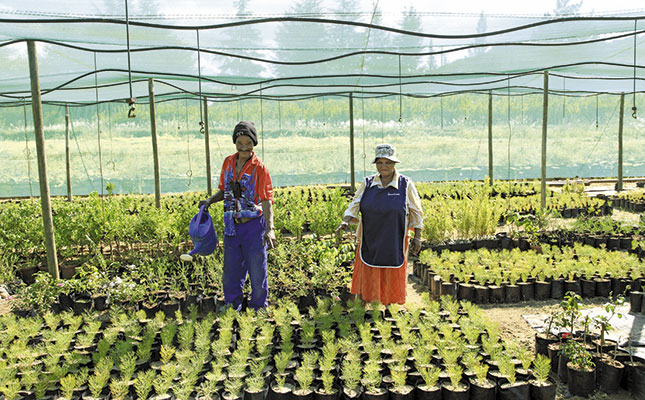 Conquering the indigenous flower market