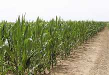 Growing opportunities with maize